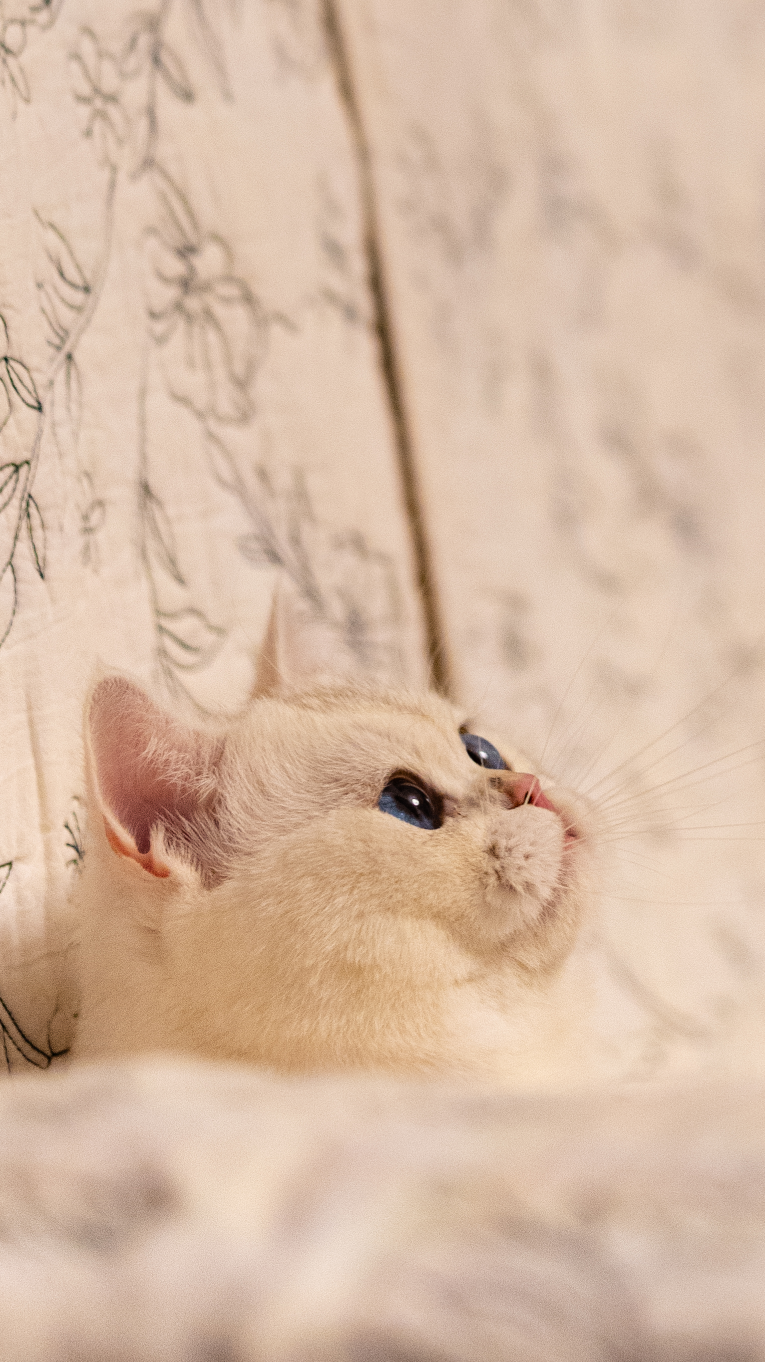 MyCat7